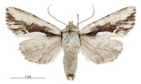 Graphania paracausta (female). Noctuidae: Noctuinae. 