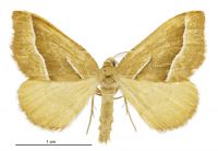 Asaphodes stinaria (male). Geometridae: Larentiinae. 