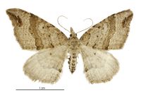 Homodotis falcata (female). Geometridae: Larentiinae. 