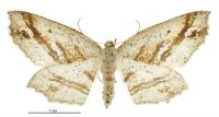 Xyridacma veronicae (female). Geometridae: Oenochrominae s. lat.. 