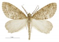 Pseudocoremia fenerata (male). Geometridae: Ennominae. 