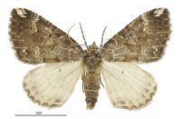 Austrocidaria haemophaea (female). Geometridae: Larentiinae. Chatham Islands only