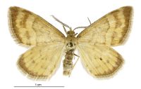 Asaphodes abrogata (male). Geometridae: Larentiinae. 