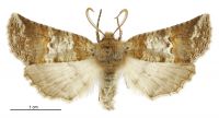 Declana feredayi (male). Geometridae: Ennominae. 