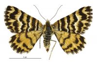 Notoreas simplex (female). Geometridae: Larentiinae. 