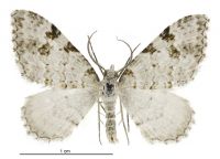Helastia alba (male). Geometridae: Larentiinae. 