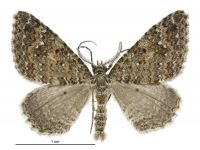 Helastia semisignata (male). Geometridae: Larentiinae. 