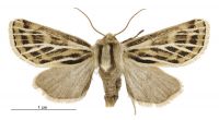 Ichneutica nervosa (female). Noctuidae: Noctuinae. 
