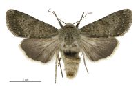 Aletia s.l. moderata (female). Noctuidae: Noctuinae. 