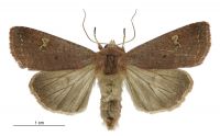 Diarsia intermixta (female). Noctuidae: Noctuinae. 