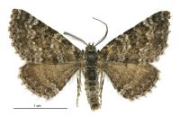 Aponotoreas incompta (male). Geometridae: Larentiinae. 