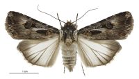 Agrotis munda (female). Noctuidae: Noctuinae. Regular migrant to New Zealand