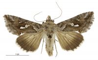 Chrysodeixis argentifera (female). Noctuidae: Plusiinae. Regular migrant to New Zealand