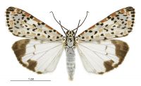 Utetheisa pulchelloides (male). Erebidae: Arctiinae. Regular migrant to New Zealand