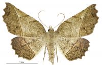 Ischalis gallaria (female). Geometridae: Ennominae. 