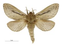 Wiseana umbraculata (male). Hepialidae: . 