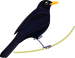 Blackbird factsheet