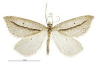 Theoxena scissaria (male). Geometridae: Oenochrominae s. lat.. 
