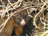 Brushtail possum: Brushtail possum