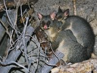 Possum with young