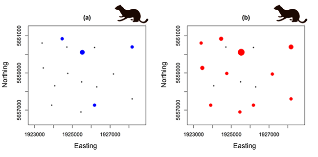 Figure 2. Number of stoat detections using alternative lures, indicated by blue points (rabbit meat) or red points (rabbit meat + ferret odour), across an area of 36 km2. The size of a red or blue point indicates the number of stoat detections at a particular monitoring site. Monitoring sites where cameras did not detect stoats are indicated with black dots. 