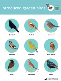 Introduced garden birds