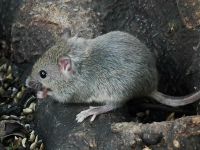 House mouse: Mouse