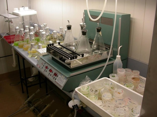 Cultures of algae, including liquid cultures (in flasks) and agar plates (bottom right).