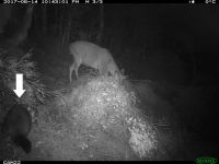 Night-time photos depict a possum (arrowed) approaching a sika deer. 