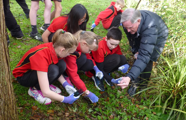 Students releasing biocontrol beetles onto tradecantia