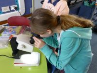 Manuka School student examining seeds under the microscope. Photo: Murray Dawson