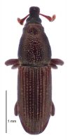 <h3 align=left><em>Touropsis brevirostris</em></h3>. <p align=left>Curculionidae: Cossoninae.<br>Endemic</p> 