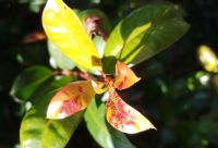 Lilly pilly infected with myrtle rust