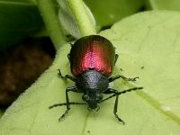 Moth plant beetle