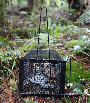 Lake Alabaster, Fiordland: Small cage traps baited with peanut butter are used to catch rats alive. They are then sedated, weighed, measured, and tagged and/or radio collared, before release.