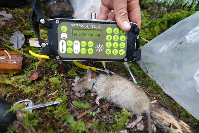A rat fitted with a radio collar in Lake Alabaster, Fiordland.