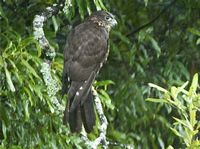 Falcon in urban garden in Lower Hutt, Wellington. Image – Fran Bell