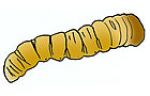 Beetle larvae (some have legs)