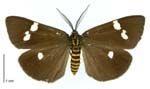 Adult magpie moth