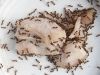 Argentine ants on chicken. Image - Richard Toft, Enteco