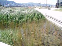 Rain garden, Wellington waterfront. Image - Colin Muerk