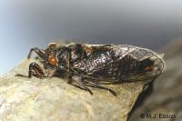 Myers' Cicada: <em>Maoricicada myersi</em>