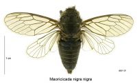 <em>Maoricicada nigra</em> male