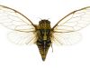 Chathams Cicada, <em>Kikihia longula</em>. Image - B Rhode