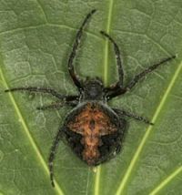 Garden orbweb spider 