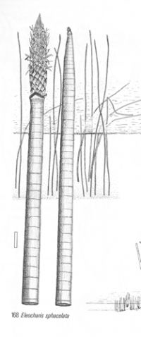 Diagram showing flower spike of kuta. Drawing: Peter Johnson and Pat Brooke