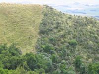 Grazed pasture in South Canterbury. R: Site that has not been grazed for 30 years