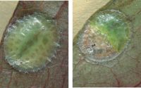 <em>Kalasiris depressa</em>. Left:  young adult female. Right: mature adult female. Her body (greenish colour) has shrunk into the front half of her waxy test.