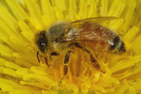 The decline in feral bee populations is affecting pollination, a critical ecosystem service.