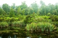 Wetland restoration